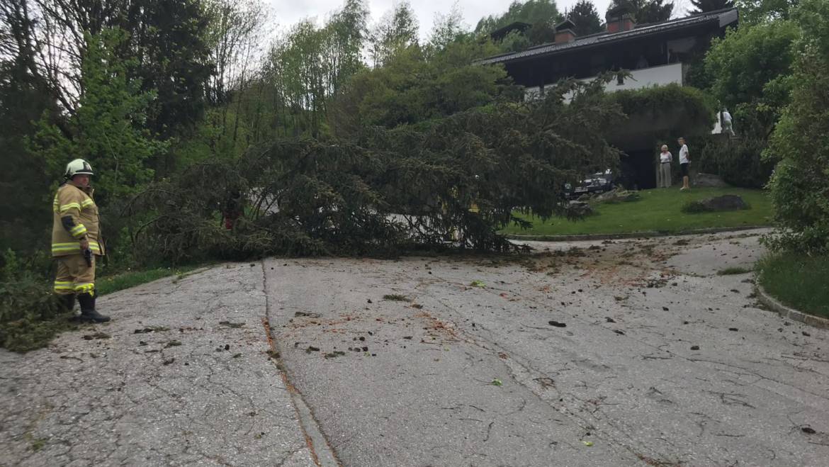 Baum über Straße