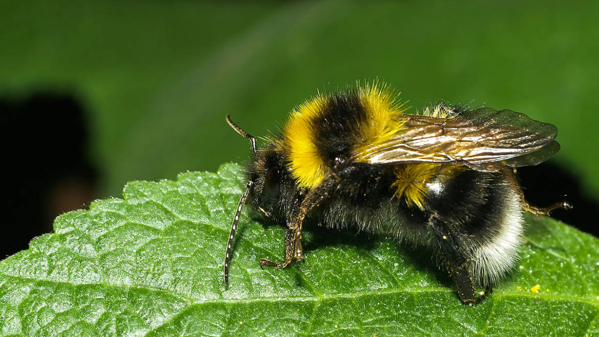 Hummel Nest umsiedeln