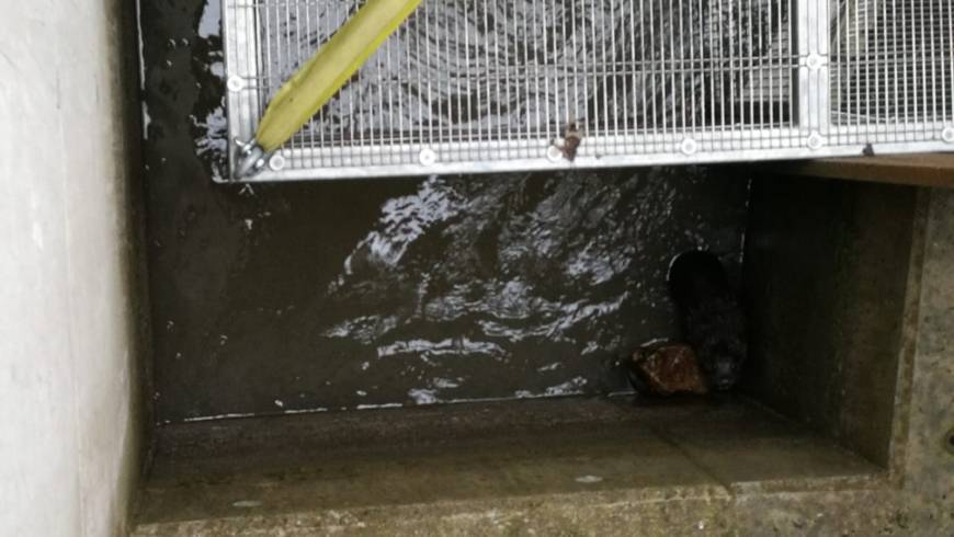 Tierrettung KW-Wallnerau