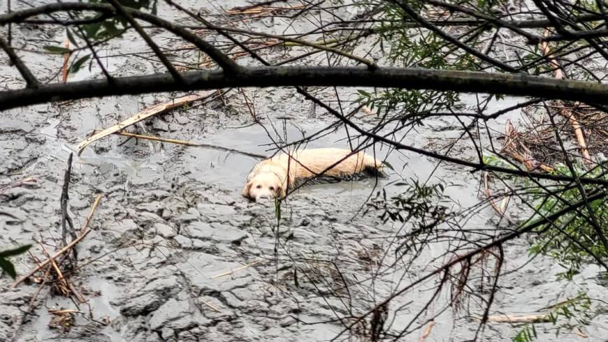 Unterstützungseinsatz und Tierrettung aus Salzach